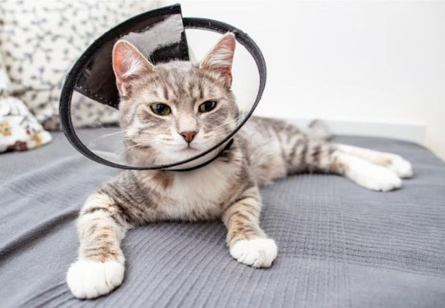 Vet‑Approved 2025 Guide: Cat Neutering Aftercare – Recovery Tips & Peace of Mind 💉 🐱✨