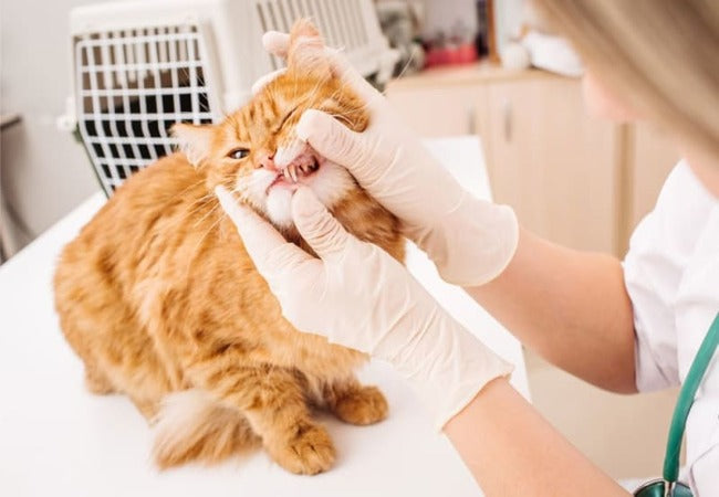 Vet‑Approved 2025 Guide: Cat Tooth Extraction Recovery – Pain Relief, Care & Comfort 💉🐱✨