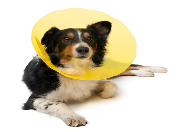Vet‑Approved 2025 Guide: Cone of Shame & Easier Alternatives for Dogs 🐶✨💉