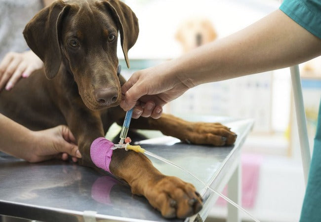 Vet‑Approved 2025 Guide: Dog Elective Surgery – What You Should Know Before You Say Yes 🐶✨💉