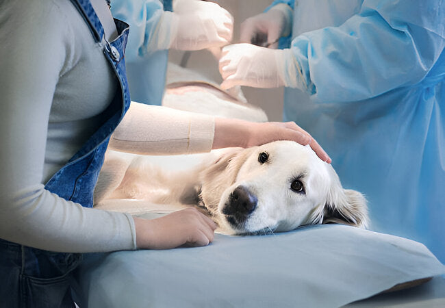 Vet‑Approved 2025 Guide: Dog Surgery Aftercare FAQs – Recovery, Monitoring & Comfort 🐶💉