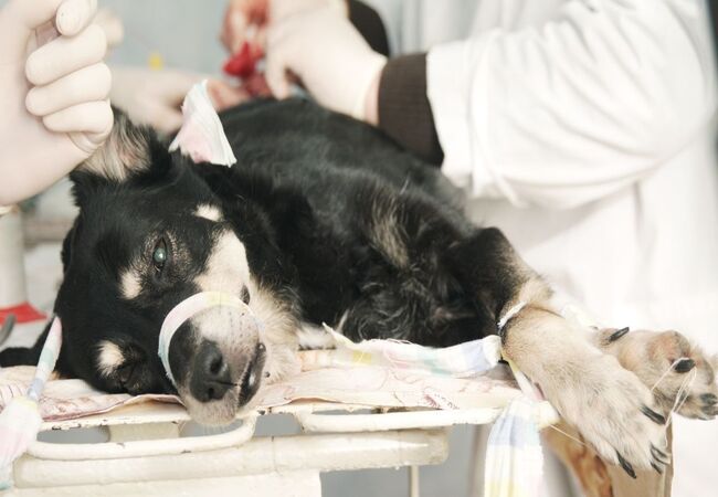 Vet‑Approved 2025 Guide: Dog Tumor Removal Surgery – What to Expect & Thrive After 🐶💉