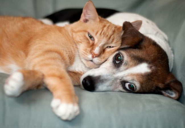 Vet‑Approved 2025 Guide: FHO Surgery in Dogs & Cats – Pain Relief, Recovery & Care Tips 💉🐶🐱