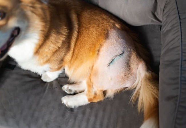 Vet‑Approved 2025 Guide: Hip Dysplasia Surgery in Dogs – Procedures, Recovery & Enrichment 💉🐶