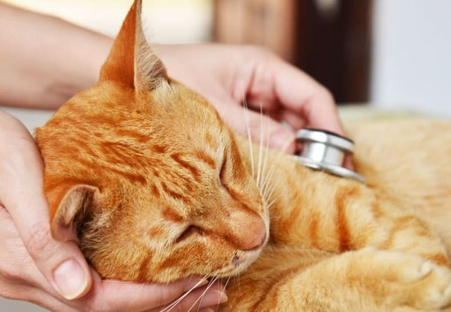 Vet‑Approved 2025 Guide: How to Care for Your Cat After Orthopedic Surgery – Recovery Tips & Support 🐱🛠️💉