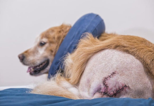 Vet‑Approved 2025 Guide: How to Check & Care for Pet Stitches After Surgery 🐶🐱💉