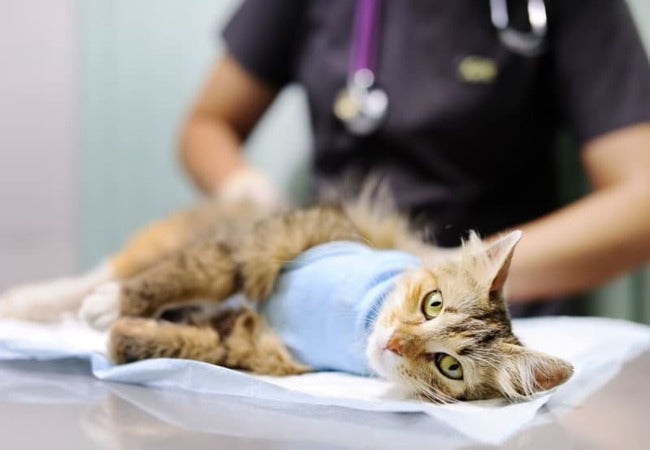 Vet‑Approved 2025 Guide: PU Surgery & Recovery in Cats – Care, Comfort & Prevention 🐱💉