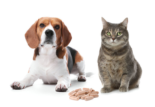 Vet‑Approved 2025 Guide: Tramadol for Dogs & Cats – Usage, Dosage, Safety & Support 🐶🐱💉