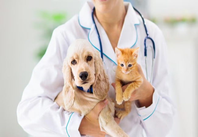 Vet‑Approved 2025 Guide: Urinalysis for Cats & Dogs – Detection, Procedure & Home Care 🐶🐱💉