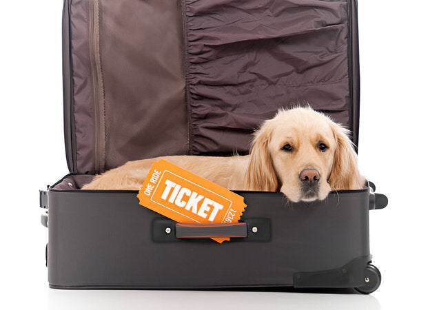 Vet‑Approved 2025: How to Relieve Your Pet’s Travel Anxiety – A Vet’s Roadmap 🐶✈️