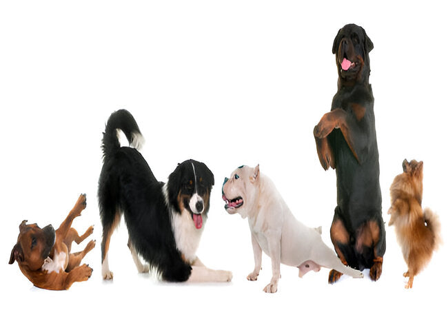 Vet‑Approved 2025: What to Do When Your Dog Won’t Socialize With Other Dogs 🐾🐕