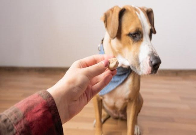 Vet Approved 2025: 10 Surprising Things Your Dog Can Sense 🐶🔬