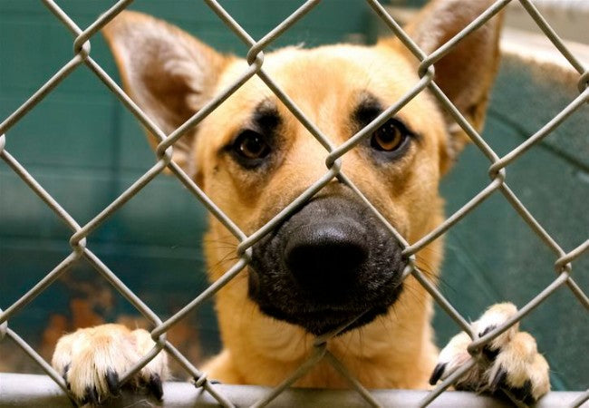Am I a Bad Person for Surrendering My Dog or Cat to a Rescue Shelter? A Vet’s Compassionate Perspective (2025)🩺🐶