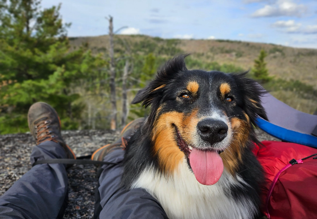 Vet Approved Guide Dog Friendly National Parks and Reserves Australia 2025 🐶🌿
