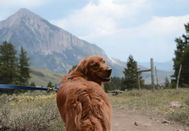 Vet Approved Dog Friendly Parks & Reserves New South Wales 2025 🐶🌿