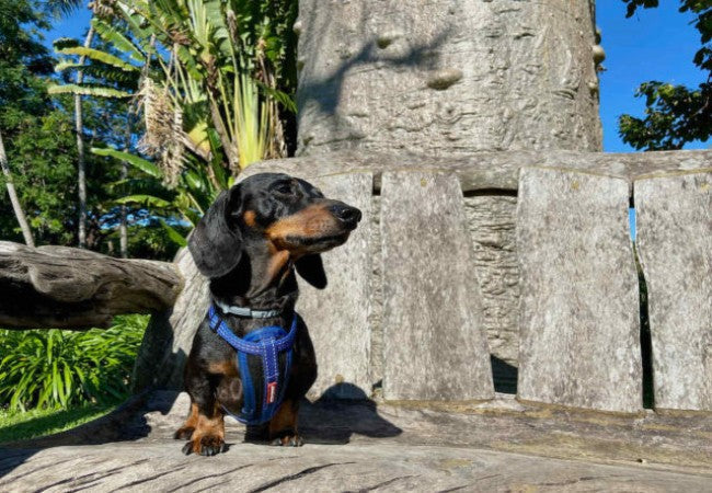 Vet Approved Guide: Dog-Friendly National Parks and Nature Reserves in the Northern Territory (2025 Edition) 🐶🌿