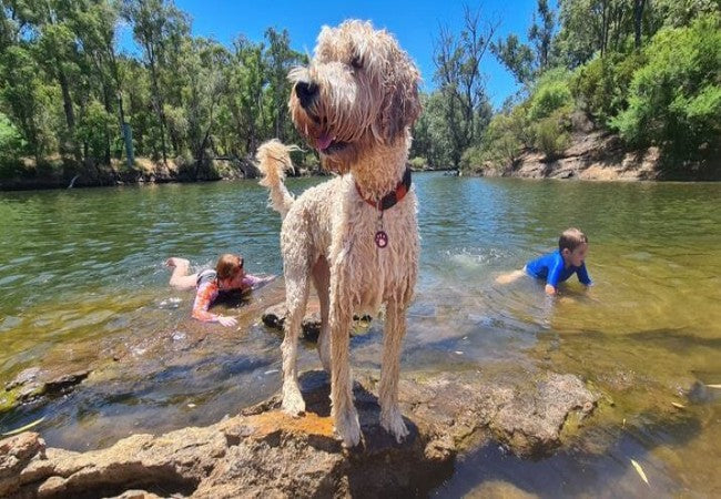 Vet Approved Guide: Dog-Friendly National Parks and Nature Reserves in Western Australia (2025 Edition) 🐶🌿