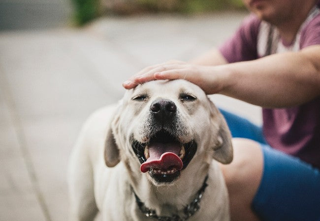 Vet Approved Guide: 8 Dog Breeds Perfect for Cat Lovers (2025 Edition) 🐶🐱