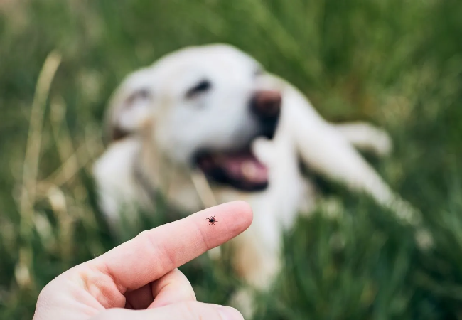 Vet Approved Guide: 8 Things to Know About the Tick Life Cycle & How It Affects Your Pet (2025)🏊‍♂️🐶