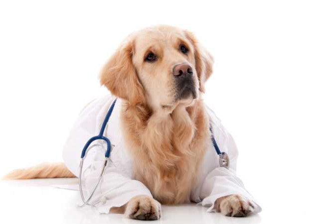 Vet Approved Guide: Adopting a Diabetic Dog in 2025 Comprehensive Care Tips for a Healthy Life🐶💉