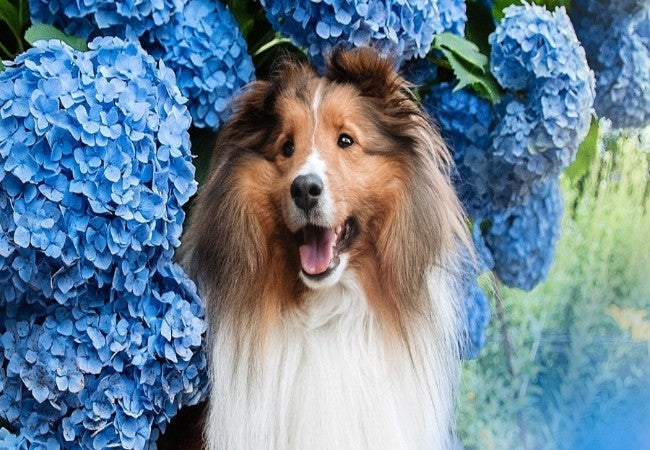 Vet Approved Guide: Are Hydrangeas Poisonous to Dogs? Symptoms, Treatment & Safety Tips (2025)🩺🐶