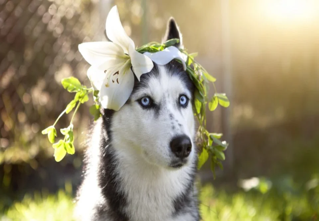 Vet Approved Guide:Are Lilies Poisonous to Dogs? Causes, Symptoms & 2025 Treatment Tips 🐶🐾