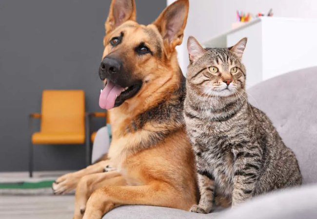 Best Dog Breeds for Cats & Best Cat Breeds for Dogs – Vet Approved Compatibility Guide (2025)🏊‍♂️🐶