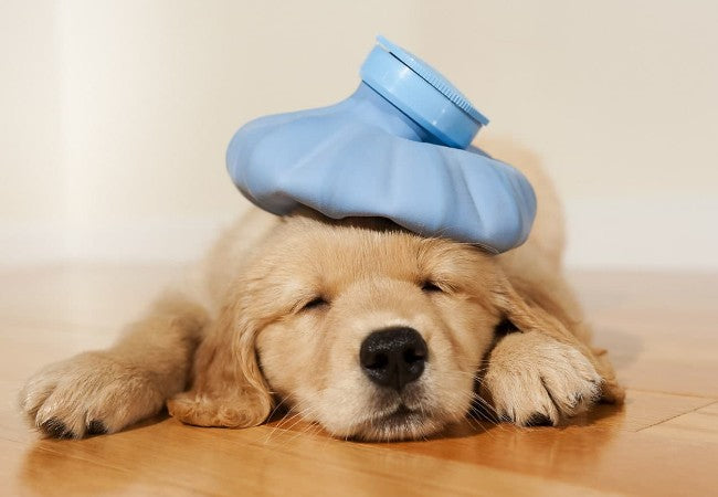 Vet Approved Guide: Can Dogs Catch a Cold? Signs, Care & Prevention (2025)🩺🐶