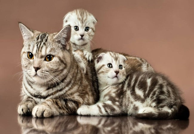 Vet Approved Guide: How to Care for Neonate (Newborn) Kittens – Survival and Growth Tips (2025)🩺🐶