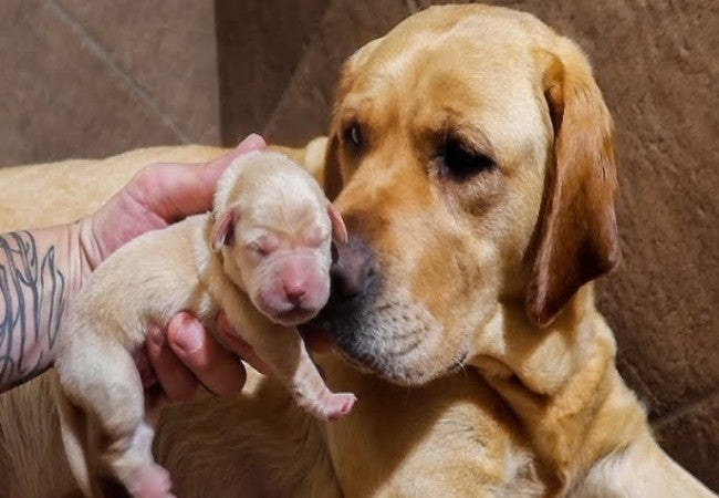 Vet Approved Guide Caring for Newborn Puppies 2025 🐶🩺