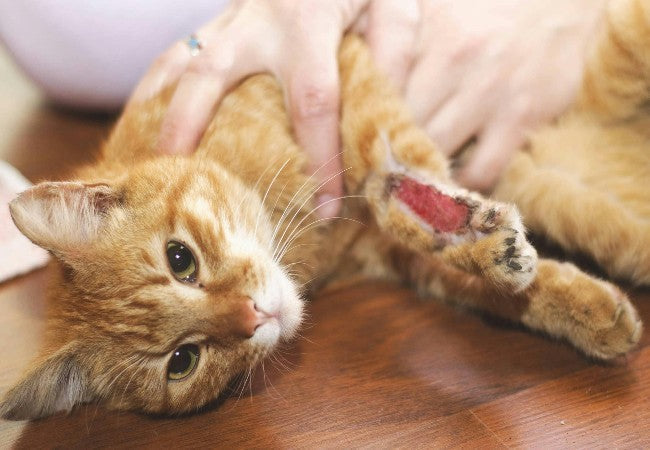 Vet Approved Guide: What to Do If Your Cat’s Nail Is Bleeding (2025 Emergency Care)🩺🐶