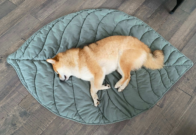 Vet Approved Guide Common Sleep Disorders in Dogs 2025 😴