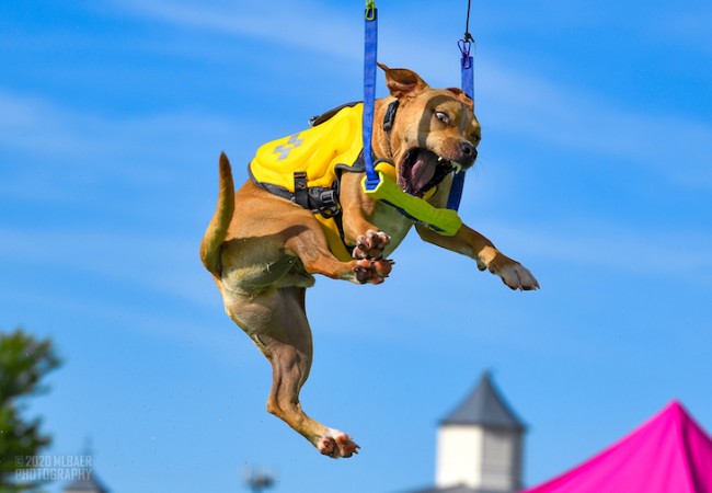 Vet Approved Guide to Dock Diving for Dogs: Training, Safety, and Top Breeds (2025)🩺🐶