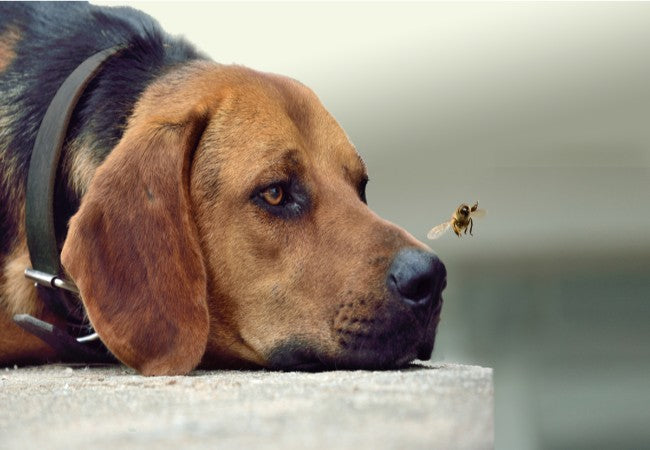 Vet Approved Guide Getting Flies Off Your Dog 2025 🐶🩺