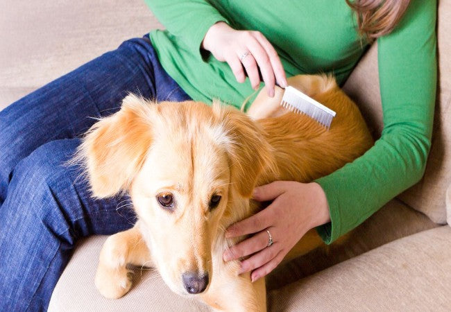 🧼 Vet-Approved Guide: How to Safely Handle Matting in Dogs and Cats (2025)