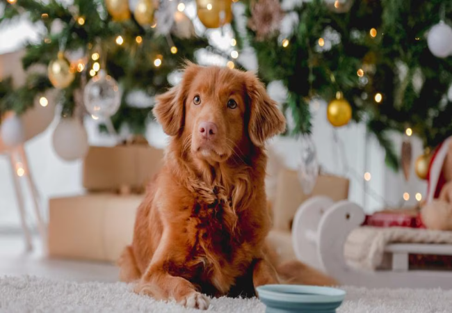 Vet Approved Guide Holiday Items That Can Harm Pets 2025 🐶