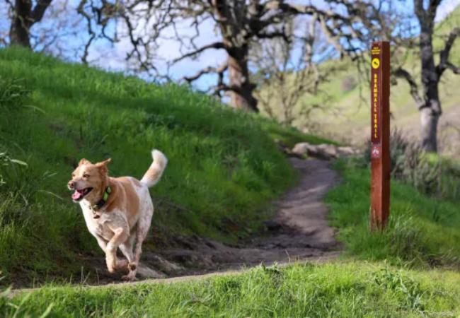 Vet Approved Guide How to Hike Safely with Your Dog 2025 🐶🩺
