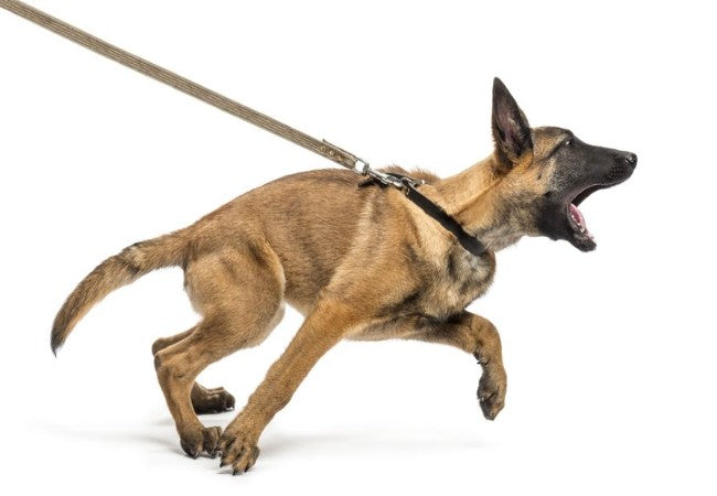 Vet Approved Guide Leash Reactivity in Dogs 2025 🐶🩺