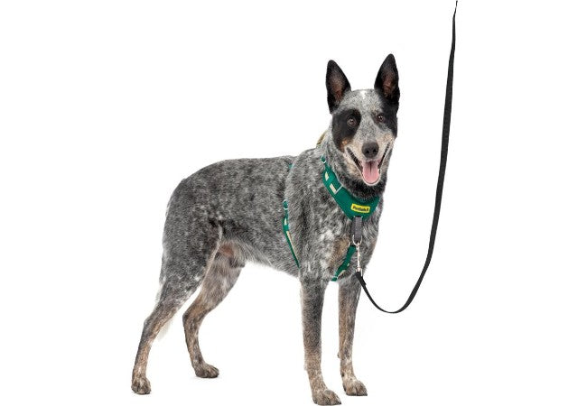 Vet Approved Guide No-Pull Dog Harnesses Why You Need One 2025 🦮