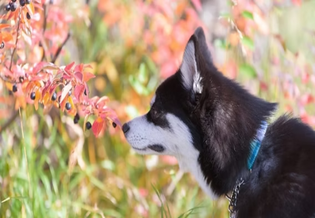 Vet Approved Guide: Poisonous Flowers for Dogs – What to Watch Out for in 2025🩺🐶