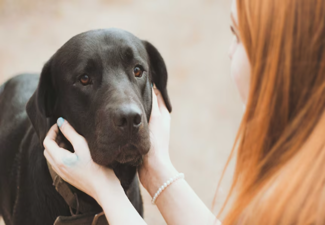 Vet Approved Guide: Protecting Pets During Domestic Violence – Safety Planning & Resources (2025)🩺🐶