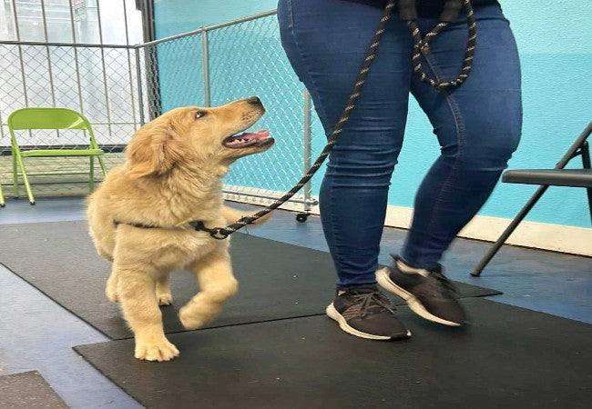 Vet Approved Guide to Training Your Dog for the Canine Good Citizen (CGC) Test (2025)🩺🐶