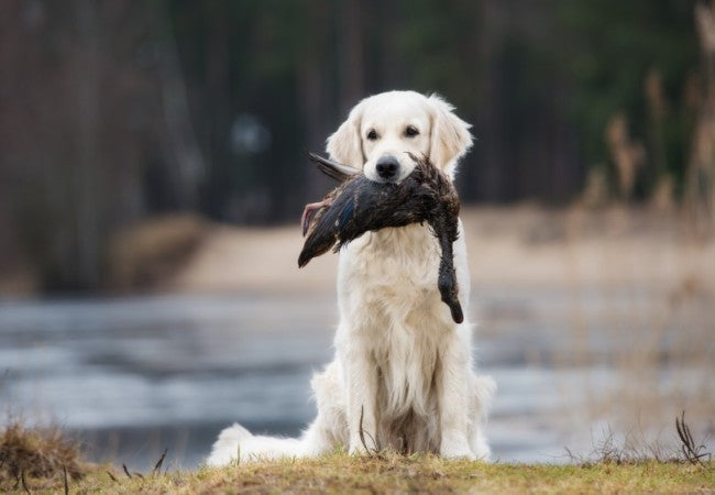 Vet Approved Guide Understanding Prey Drive in Dogs 2025 🐕