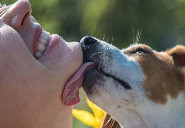 Vet Approved Guide: Why Do Dogs Lick Your Face? Behavior, Science & What It Means (2025)🩺🐶