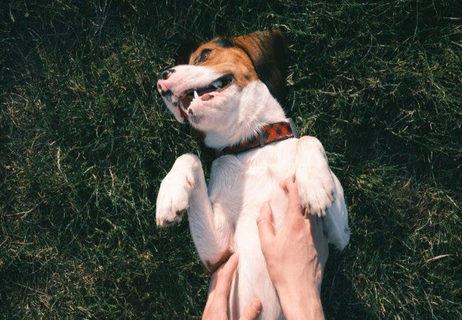 Vet Approved Guide: Why Dogs Love Belly Rubs (And When They Don’t) – 2025 Edition🩺🐶