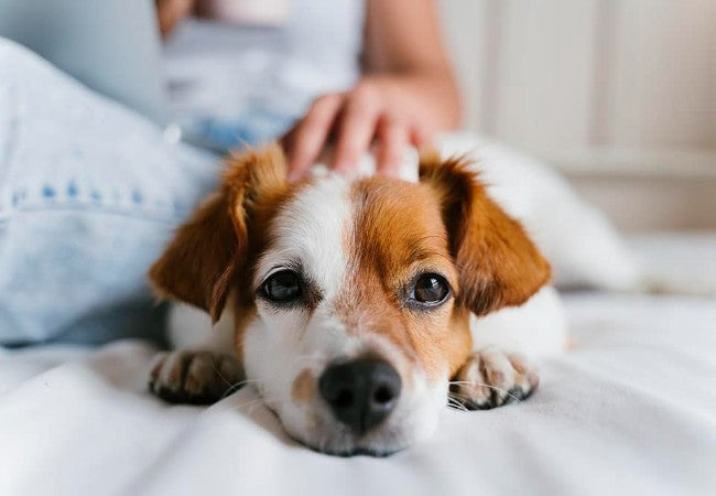 Vet Approved Guide You’re Not a Bad Pet Parent If Your Dog Doesn’t Like to Cuddle 2025 🐶💤