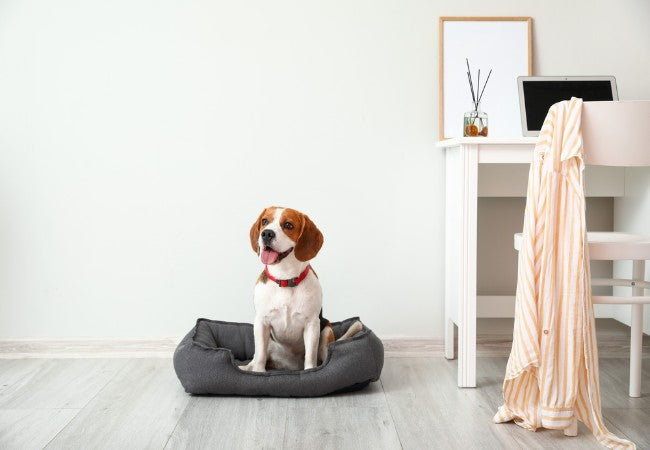 Vet Approved Guide 10 Essential Considerations Before Adopting a Pet 2025 🐶🐱
