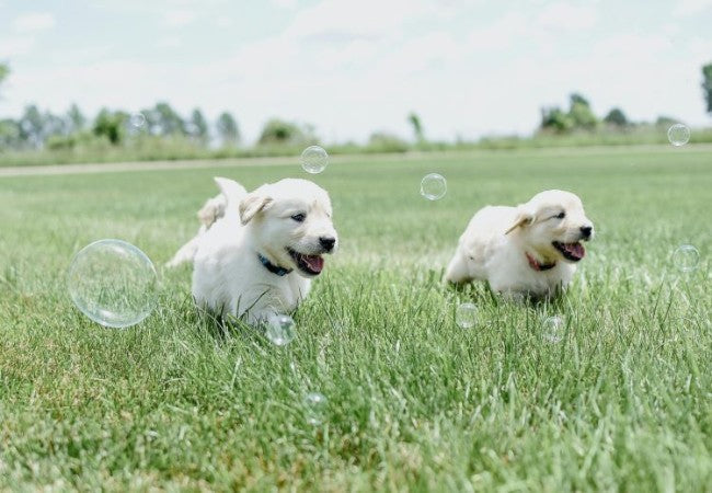 Vet Approved Guide: 10 Essential Considerations Before Getting a Dog in 2025 🐶🏡