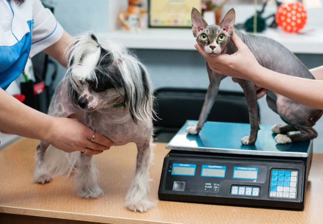 Vet Approved Guide: 10 Essential Questions to Ask Your Veterinarian in 2025 🩺🐶