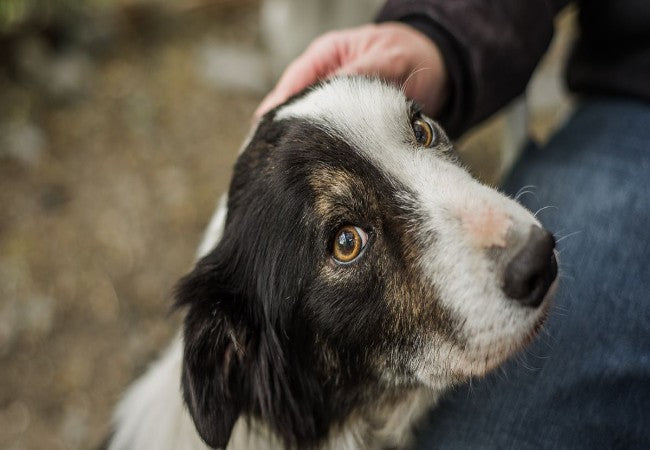 Vet Approved Guide: 10 Tips for the First 30 Days After Adopting a Dog (2025)🏊‍♂️🐶